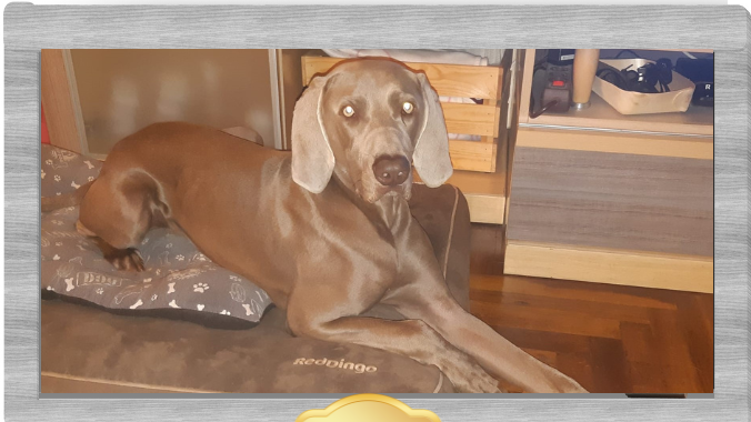 Mascotel Tucan – residencia canina en A Coruña