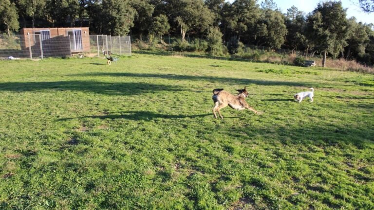 abcdogs camp hotel