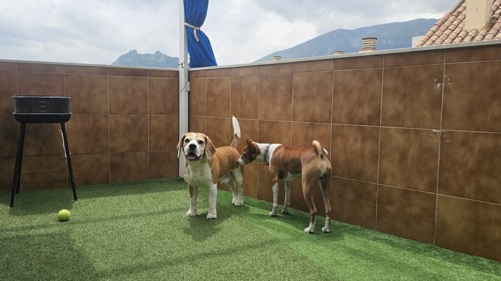 ACECE Residencia Canina – residencia canina en Jaén