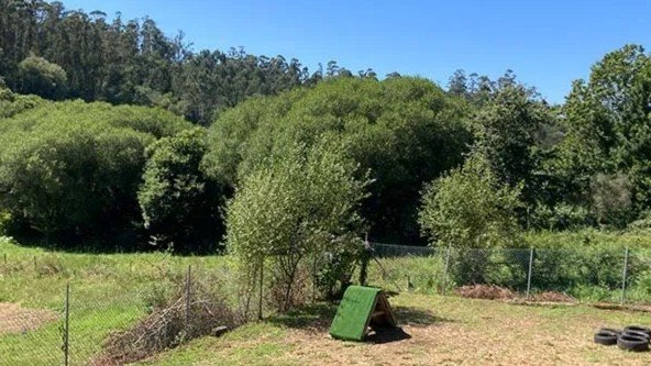Residencia Canina Alcanza – residencia canina en Pontevedra