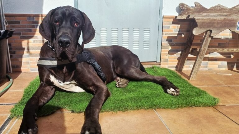 Residencia Canina Alconhaire – residencia canina en Sevilla