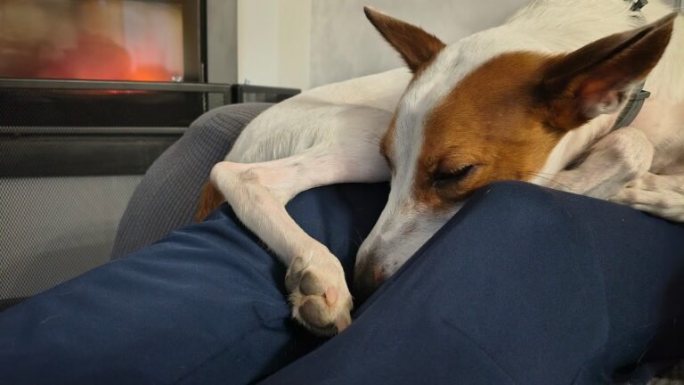Alojamiento y Guardería Canina Familiar – residencia canina en Guadalajara