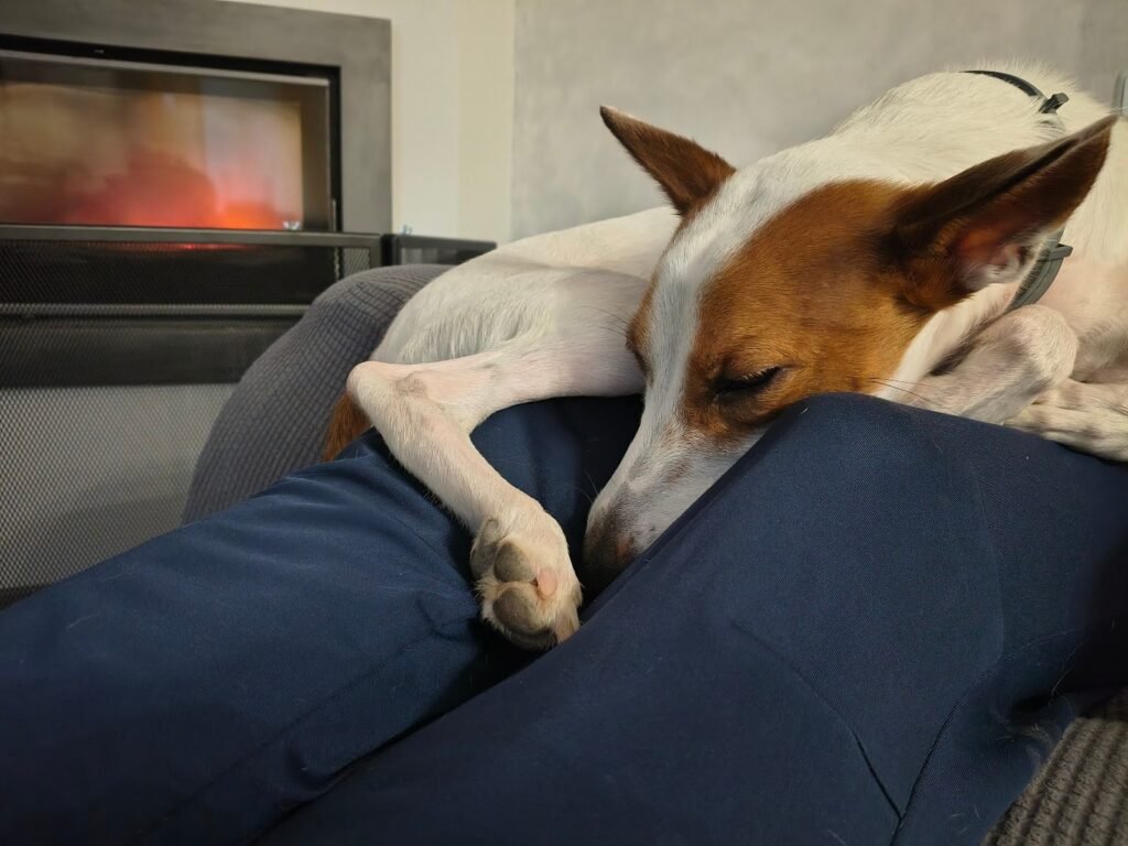 alojamiento y guardería canina familiar