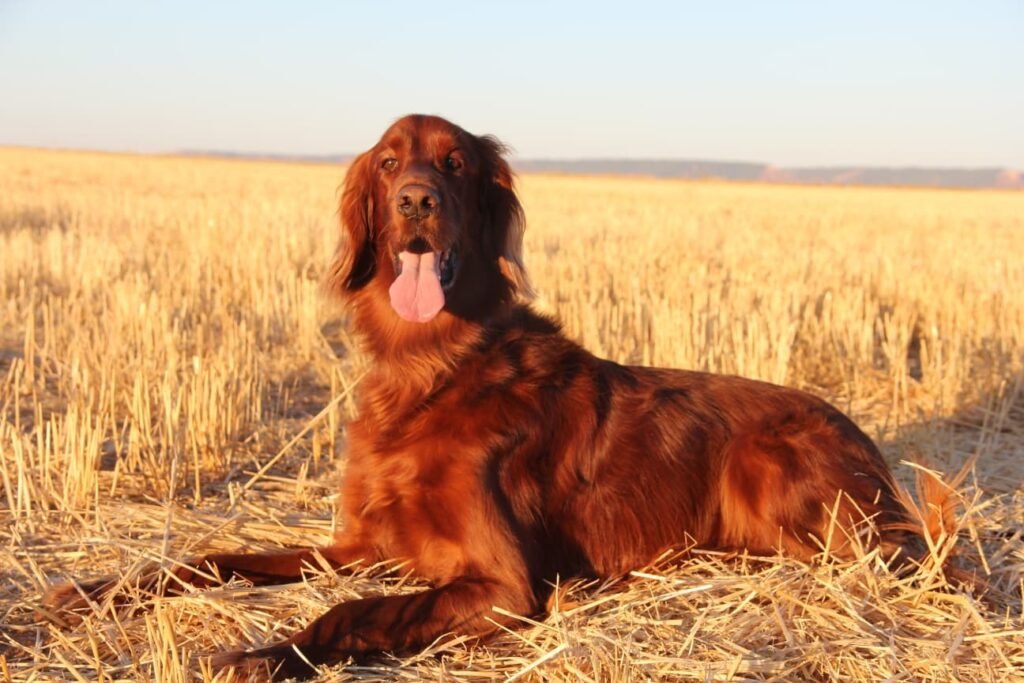 alojamiento y guardería canina familiar