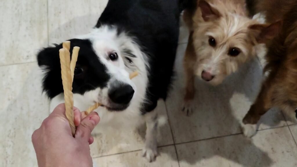alojamiento y guardería canina familiar