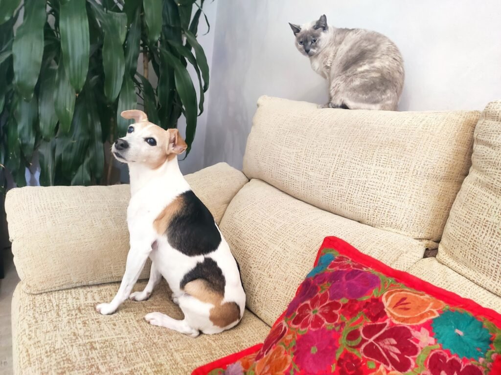 alojamiento y guardería canina familiar