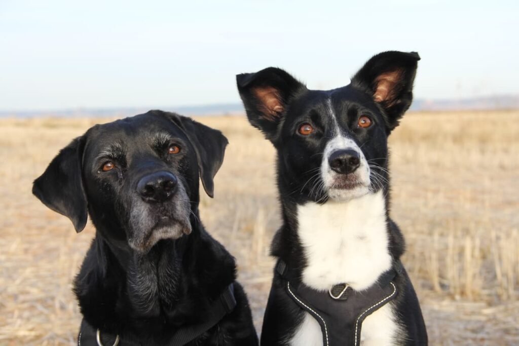 alojamiento y guardería canina familiar