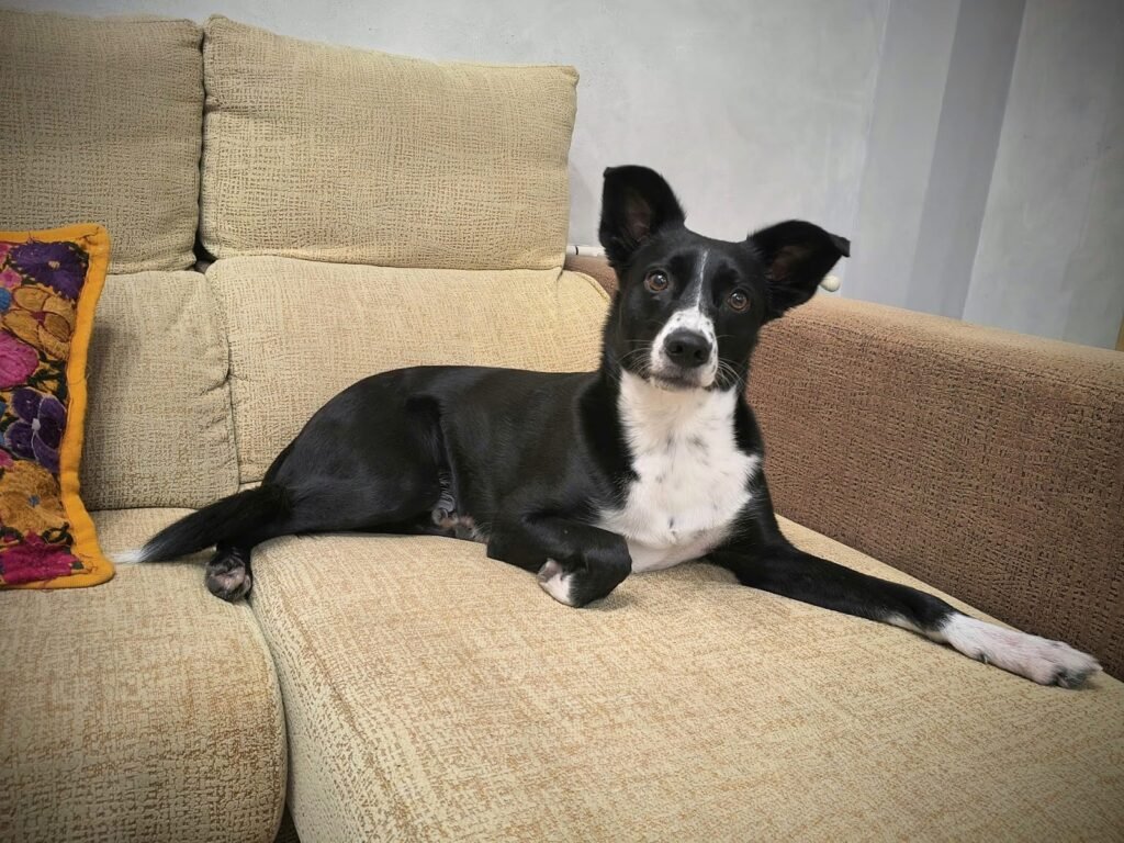 alojamiento y guardería canina familiar