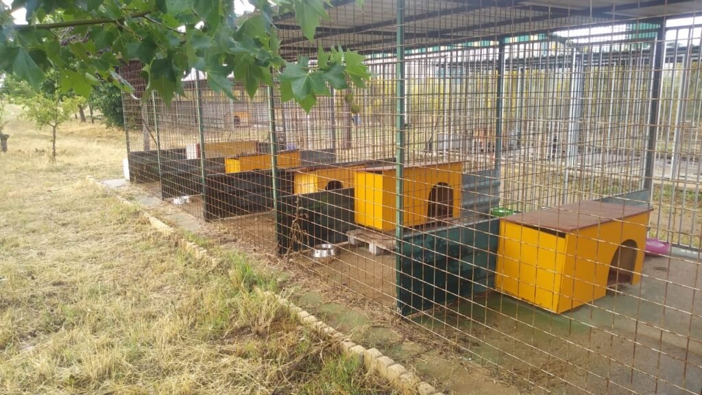Residencia Canina Ambroz – residencia canina en Cáceres