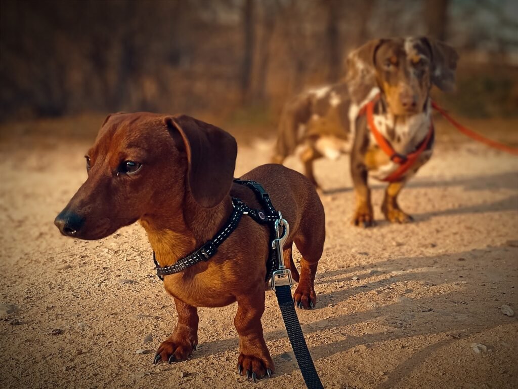 amidogs