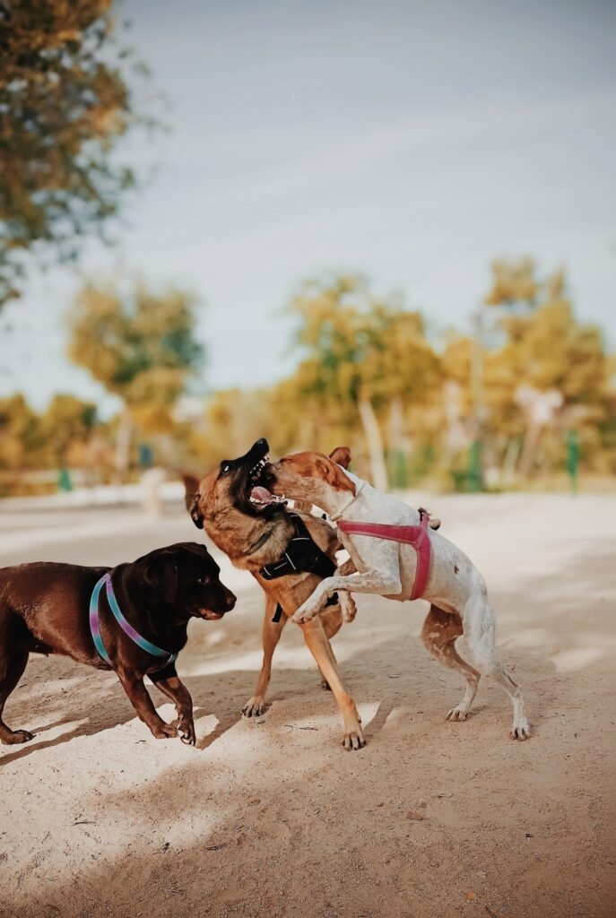 amidogs
