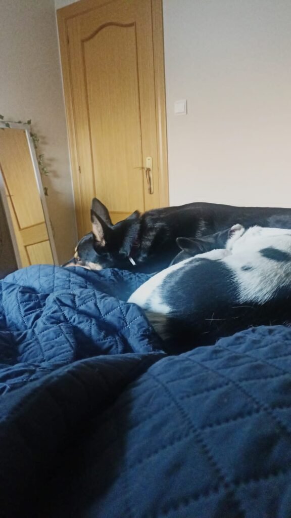 amidogs