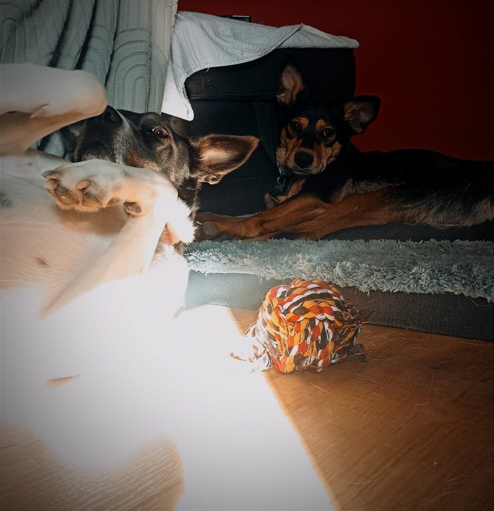 amidogs