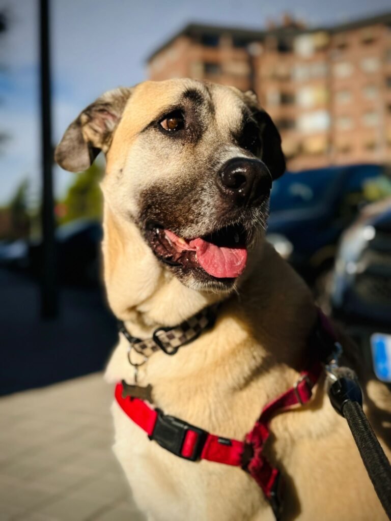 amidogs