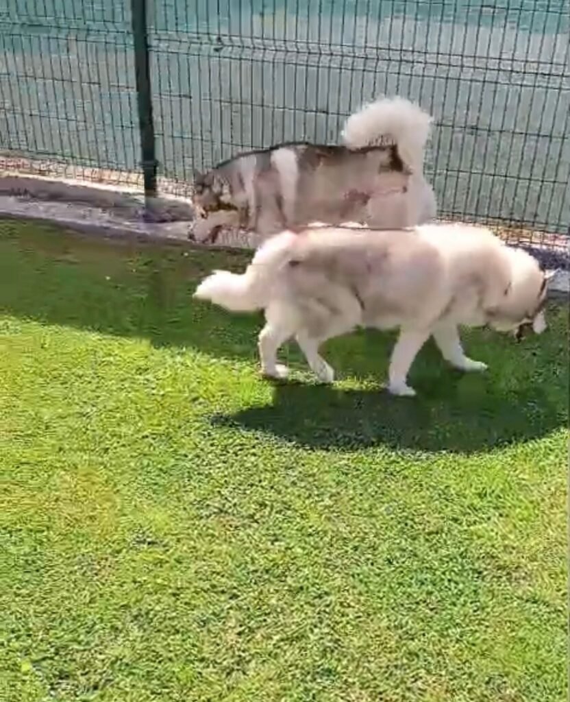 amigos de nico