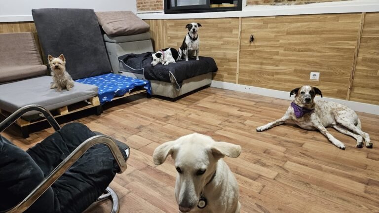 Guardería Canina Amor Perrijo – residencia canina en Madrid