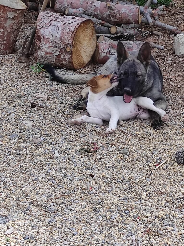 amores perrunos