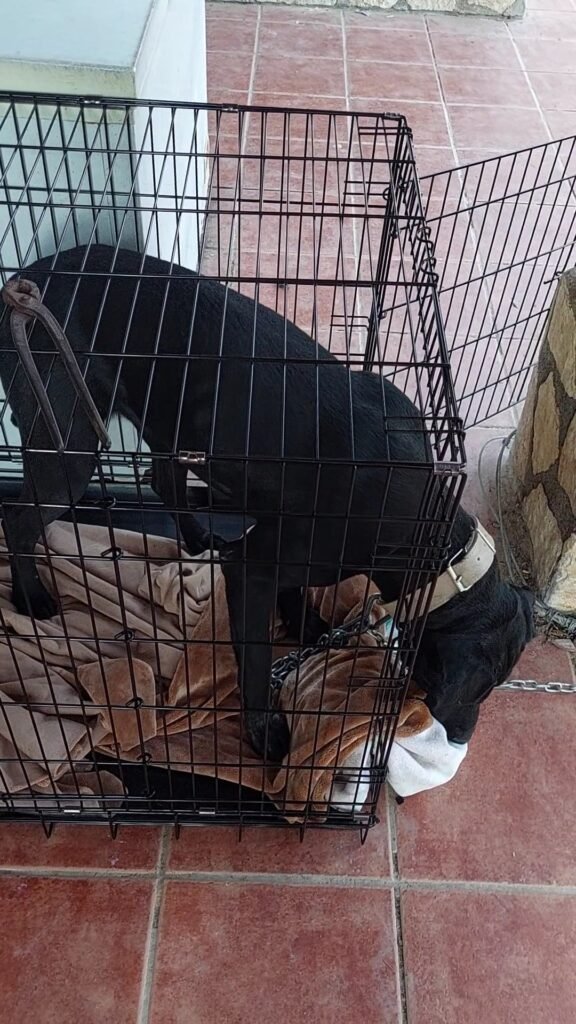 amores perrunos