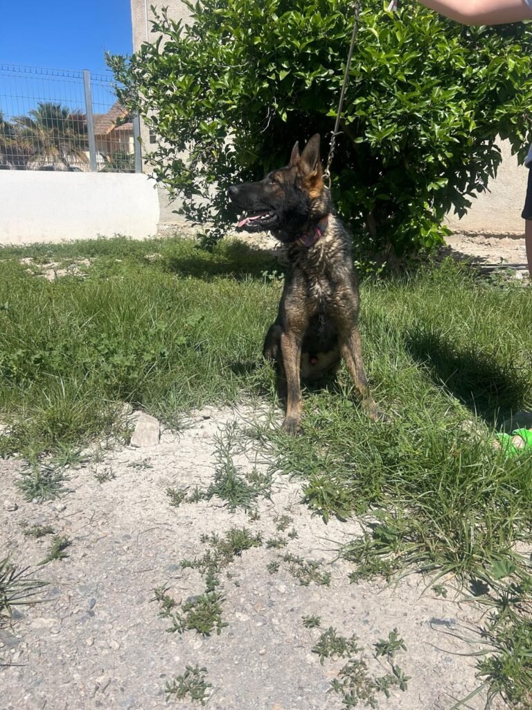 amores perrunos