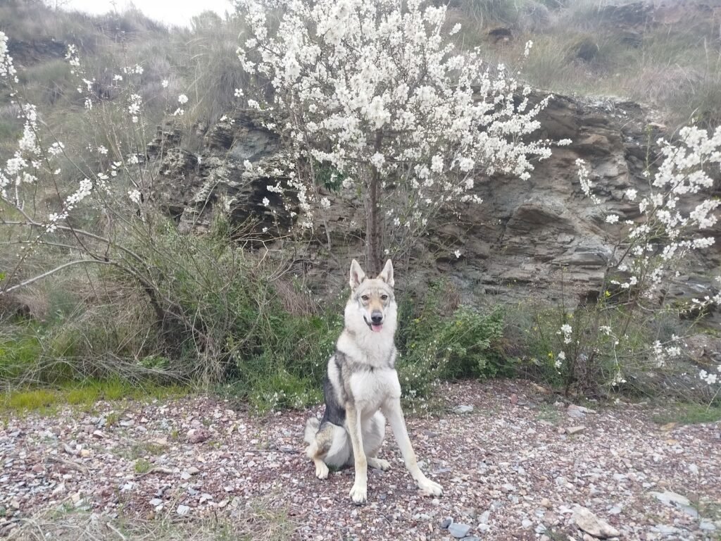 amores perrunos