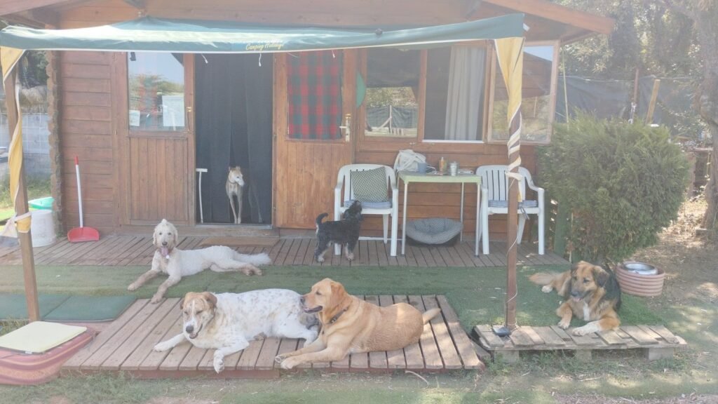 Animacanis Dog Resort & Academy – residencia canina en Girona