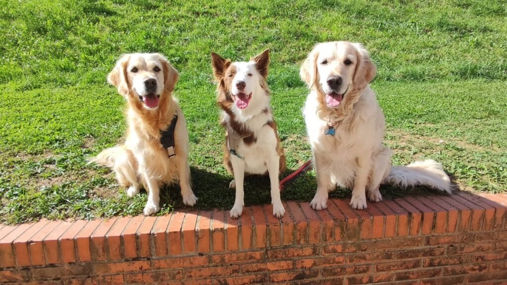 Guardería Canina Araitz – residencia canina en Vizcaya