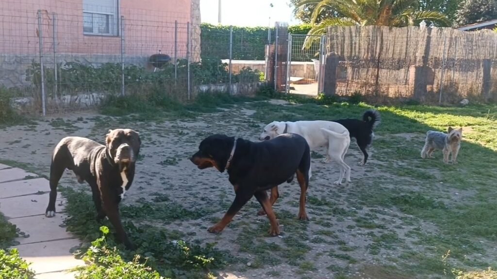 Guardería Canina Ararauna – residencia canina en Toledo