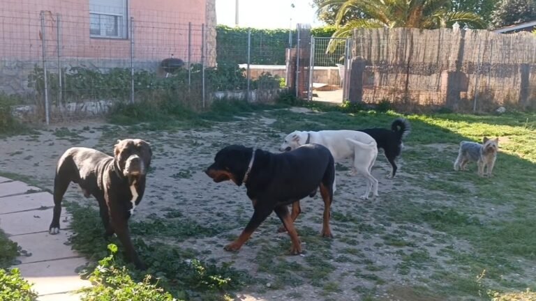 Guardería Canina Ararauna – residencia canina en Toledo