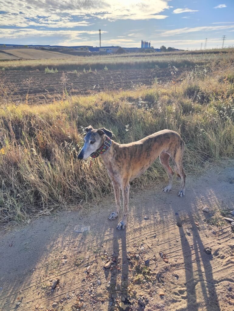 ararauna