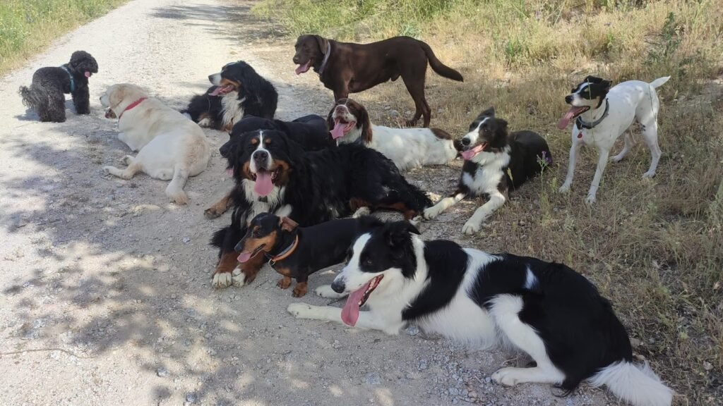 Guardería Canina AravaCan – residencia canina en Madrid