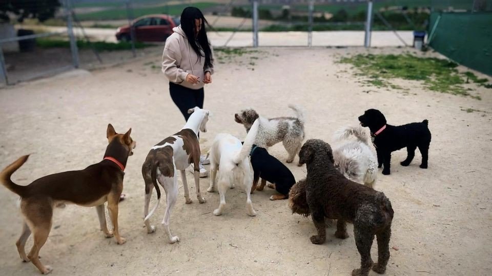 Hotel Canino Arcos – residencia canina en Cádiz