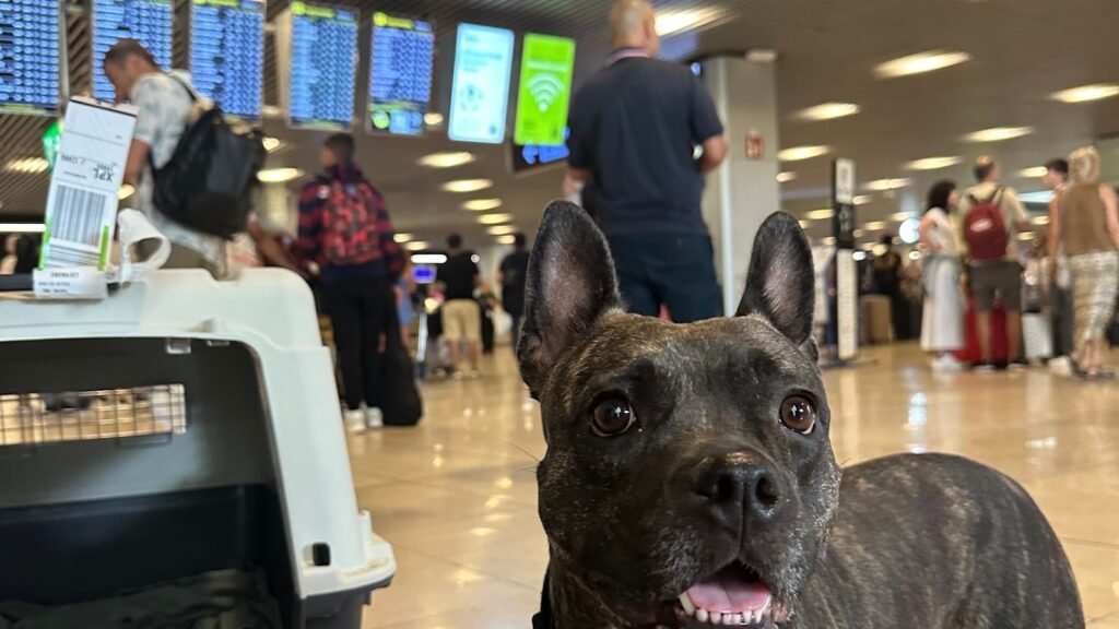 Residencia Canina ARTEMICAN – residencia canina en Toledo