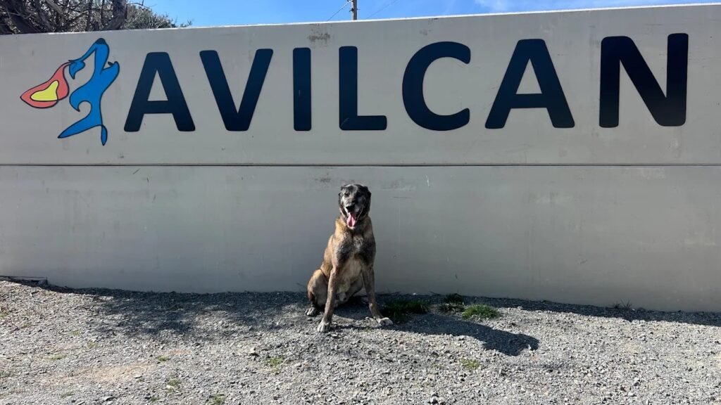 Centro Canino Avilcan – residencia canina en Ávila