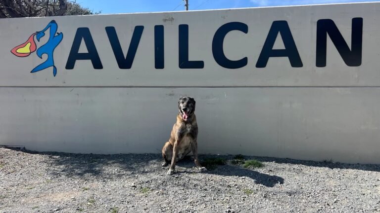 avilcan
