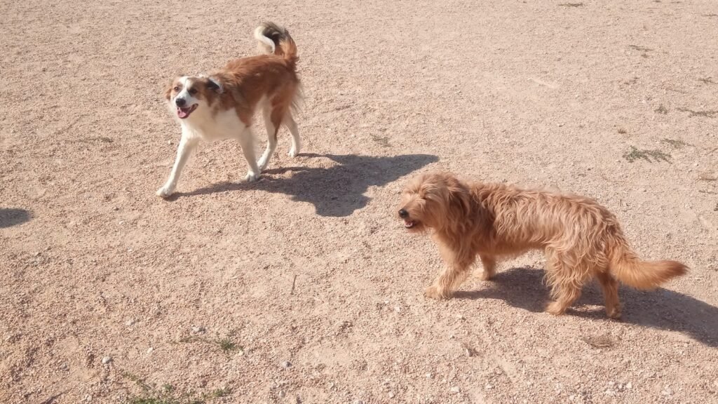 Guardería Canina Belascan – residencia canina en Navarra