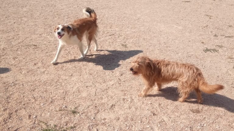 Guardería Canina Belascan – residencia canina en Navarra