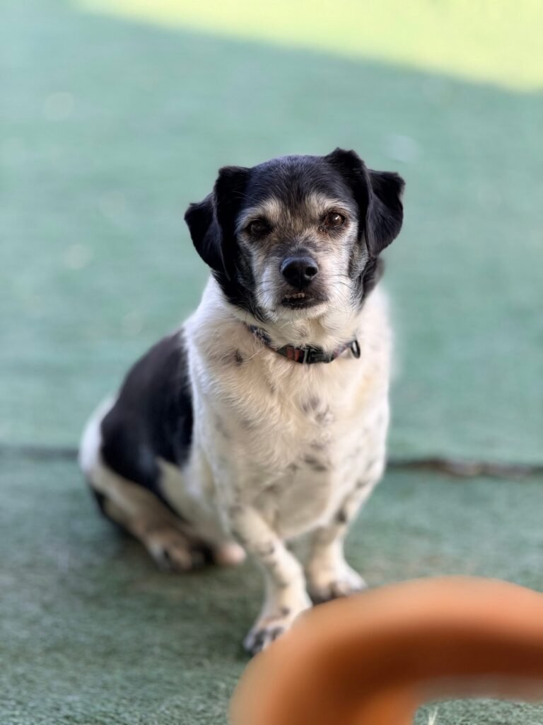 bella can
