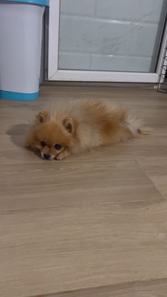 bella can