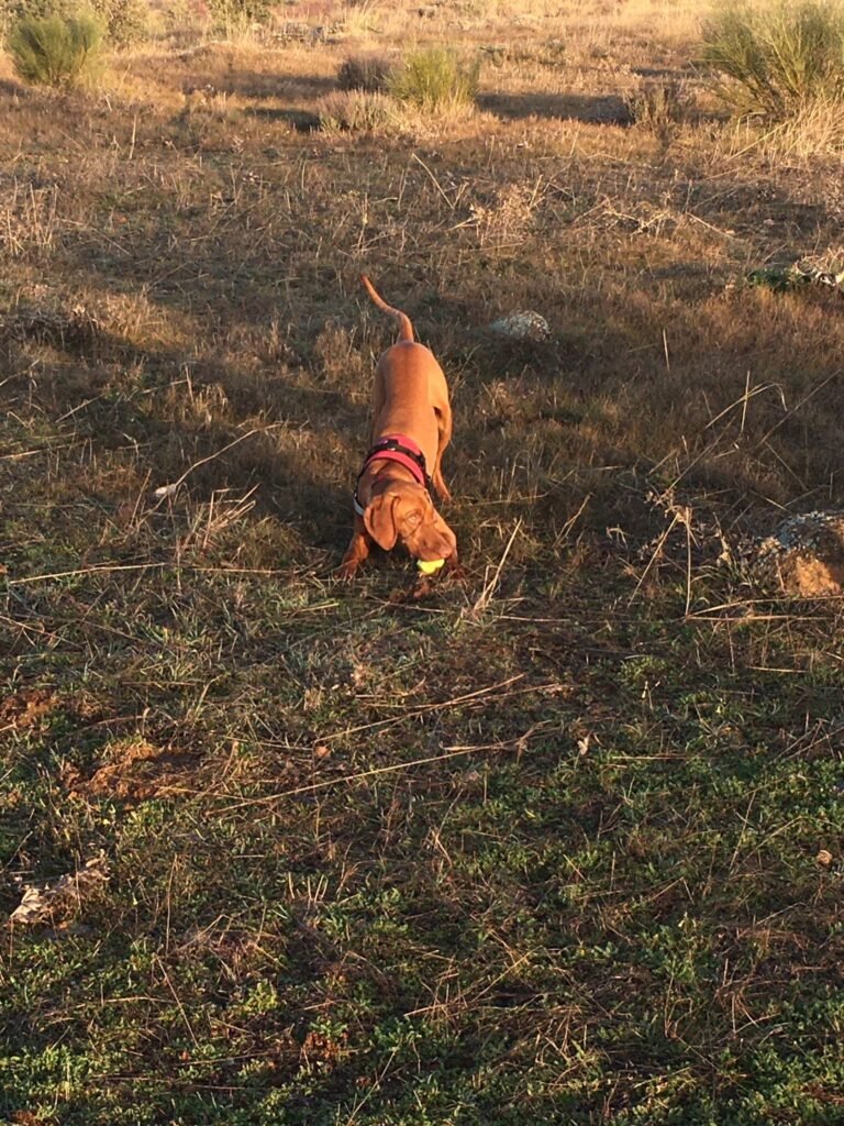 bella can