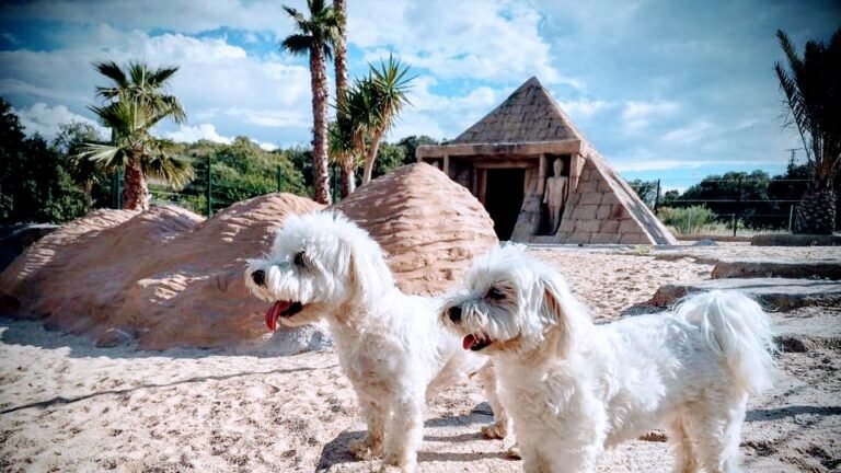 Hotel Canino Bestcan – residencia canina en Toledo