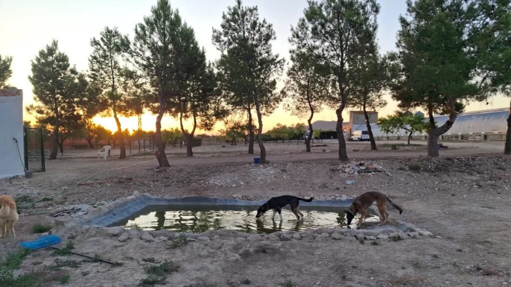 Residencia Canina BuddyCan – residencia canina en Albacete