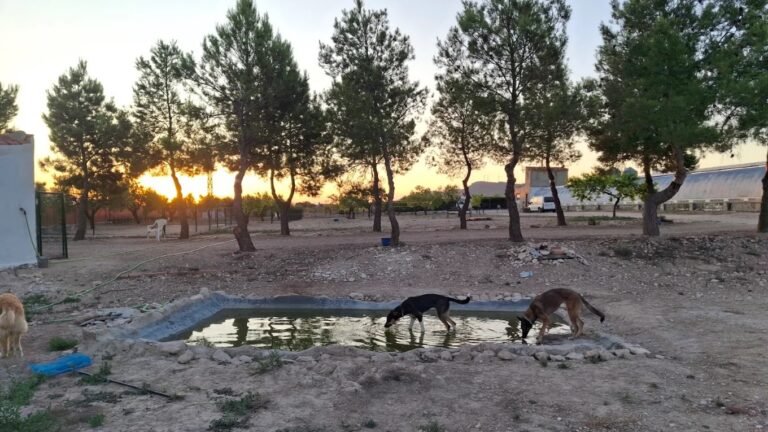 Residencia Canina BuddyCan – residencia canina en Albacete