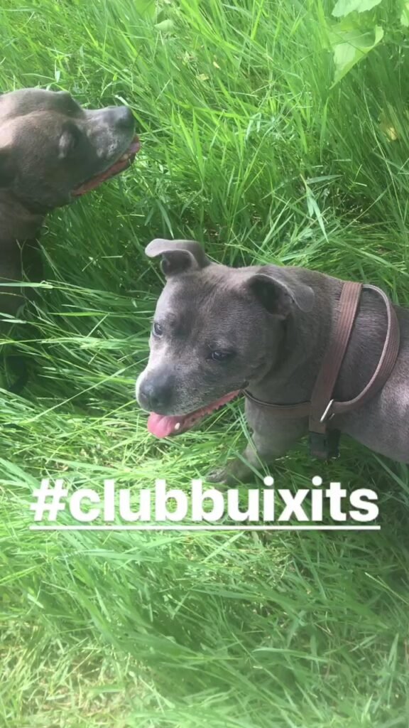 buixits