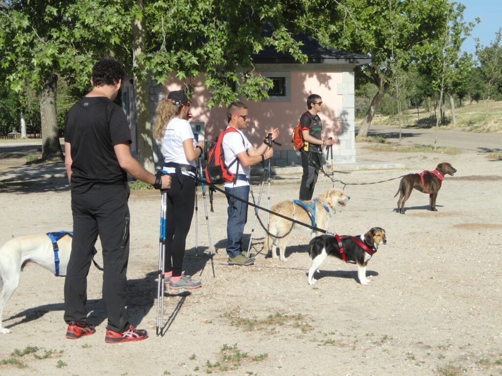 campamento de mascotas