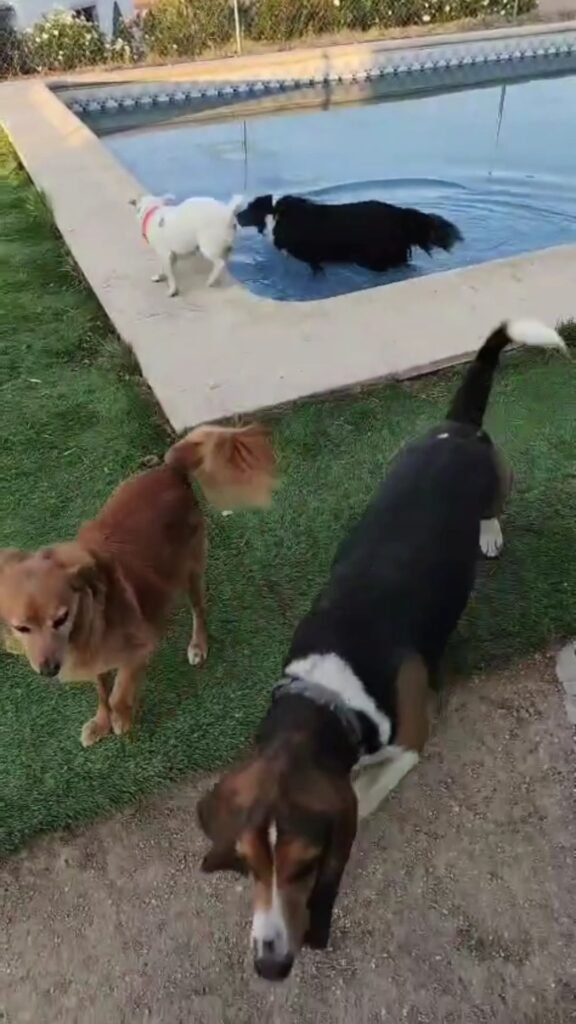 campamento de mascotas