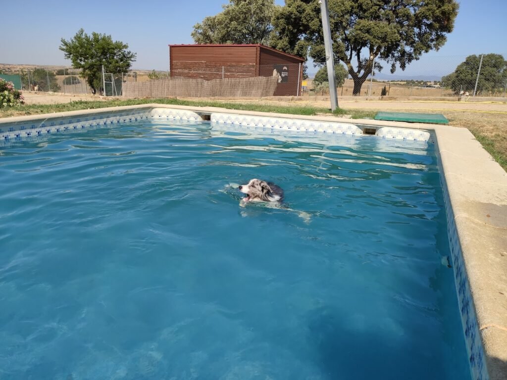 campamento de mascotas