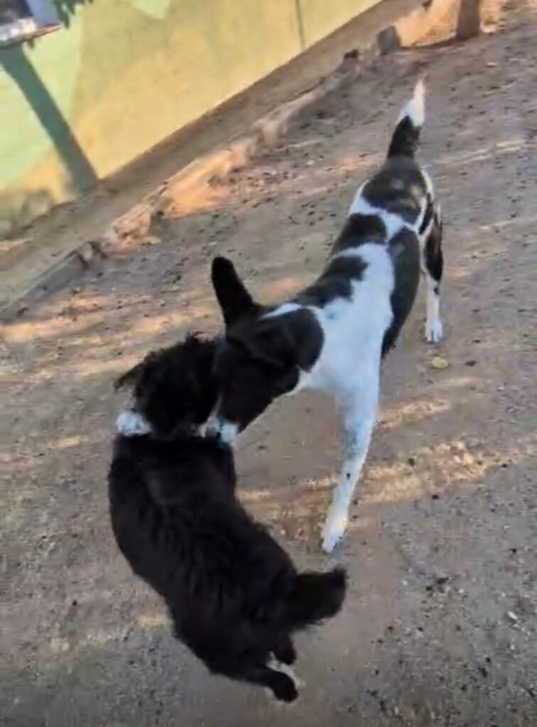 campamento de mascotas