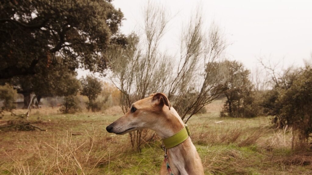 Residencia Canina Campamento Peludosos – residencia canina en Salamanca