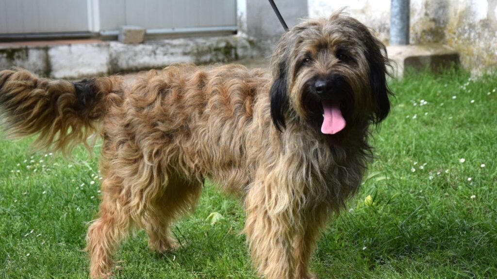 Residencia Canina Campdura – residencia canina en Girona