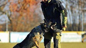 Residencia Canina Can Brutus – residencia canina en Tarragona